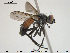  (Cylindromyia pusilla - NOBRA 351)  @14 [ ] CreativeCommons - Attribution Non-Commercial Share-Alike (2015) NTNU University Museum, Department of Natural History NTNU University Museum, Department of Natural History