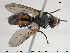  ( - NOBRA 353)  @13 [ ] CreativeCommons - Attribution Non-Commercial Share-Alike (2015) NTNU University Museum, Department of Natural History NTNU University Museum, Department of Natural History