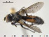  ( - NOBRA 354)  @13 [ ] CreativeCommons - Attribution Non-Commercial Share-Alike (2015) NTNU University Museum, Department of Natural History NTNU University Museum, Department of Natural History