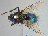  ( - NOTAC298)  @11 [ ] CreativeCommons - Attribution Non-Commercial Share-Alike (2015) NTNU University Museum, Department of Natural History NTNU University Museum, Department of Natural History