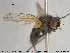  ( - NOTAC311)  @11 [ ] CreativeCommons - Attribution Non-Commercial Share-Alike (2015) NTNU University Museum, Department of Natural History NTNU University Museum, Department of Natural History