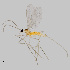  (Asynapta strobi - NHMO-ENT-548226)  @11 [ ] by-sa (2021) Hallvard Elven University of Oslo, Natural History Museum