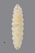  ( - NHMO-ENT-548020)  @11 [ ] by-sa (2021) Hallvard Elven University of Oslo, Natural History Museum