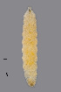  ( - NHMO-ENT-548031)  @11 [ ] by-sa (2021) Hallvard Elven University of Oslo, Natural History Museum