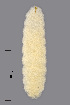  ( - NHMO-ENT-548063)  @11 [ ] by-sa (2021) Hallvard Elven University of Oslo, Natural History Museum