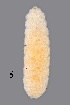  ( - NHMO-ENT-548065)  @11 [ ] by-sa (2021) Hallvard Elven University of Oslo, Natural History Museum