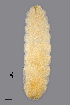  ( - NHMO-ENT-548066)  @11 [ ] by-sa (2021) Hallvard Elven University of Oslo, Natural History Museum