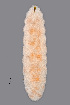  ( - NHMO-ENT-548068)  @11 [ ] by-sa (2021) Hallvard Elven University of Oslo, Natural History Museum