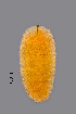  ( - NHMO-ENT-548069)  @11 [ ] by-sa (2021) Hallvard Elven University of Oslo, Natural History Museum