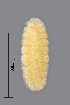 ( - NHMO-ENT-548074)  @11 [ ] by-sa (2021) Hallvard Elven University of Oslo, Natural History Museum