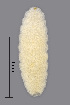  ( - NHMO-ENT-548075)  @11 [ ] by-sa (2021) Hallvard Elven University of Oslo, Natural History Museum