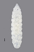  ( - NHMO-ENT-548135)  @11 [ ] by-sa (2021) Hallvard Elven University of Oslo, Natural History Museum