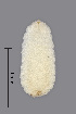  ( - NHMO-ENT-548136)  @11 [ ] by-sa (2021) Hallvard Elven University of Oslo, Natural History Museum