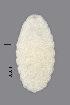  (Rhopalomyia palearum - NHMO-ENT-548140)  @11 [ ] by-sa (2021) Hallvard Elven University of Oslo, Natural History Museum