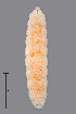  ( - NHMO-ENT-548146)  @11 [ ] by-sa (2021) Hallvard Elven University of Oslo, Natural History Museum