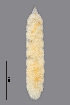  ( - NHMO-ENT-548152)  @11 [ ] by-sa (2021) Hallvard Elven University of Oslo, Natural History Museum