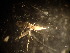  ( - NHMO-ENT-671602)  @11 [ ] by-sa (2023) Unspecified University of Oslo, Natural History Museum