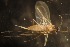  ( - NHMO-ENT-671597)  @11 [ ] by-sa (2023) Unspecified University of Oslo, Natural History Museum