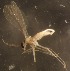  ( - NHMO-ENT-671598)  @11 [ ] by-sa (2023) Unspecified University of Oslo, Natural History Museum