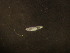  ( - NHMO-ENT-671605)  @11 [ ] by-sa (2023) Unspecified University of Oslo, Natural History Museum
