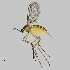  ( - NHMO-ENT-671673)  @11 [ ] by-sa (2024) Unspecified University of Oslo, Natural History Museum