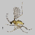  ( - NHMO-ENT-671667)  @11 [ ] by-sa (2024) Unspecified University of Oslo, Natural History Museum