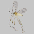 ( - NHMO-ENT-548189)  @11 [ ] by-sa (2021) Hallvard Elven University of Oslo, Natural History Museum