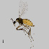  ( - NHMO-ENT-548194)  @11 [ ] by-sa (2021) Hallvard Elven University of Oslo, Natural History Museum