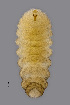  ( - NHMO-ENT-547997)  @11 [ ] by-sa (2021) Hallvard Elven University of Oslo, Natural History Museum