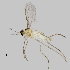  ( - NHMO-ENT-548209)  @11 [ ] by-sa (2021) Hallvard Elven University of Oslo, Natural History Museum