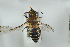  ( - HYMNI2277)  @11 [ ] CreativeCommons - Attribution Non-Commercial Share-Alike (2017) Arnstein Staverlokk Norwegian Institute of Nature Research