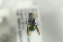  ( - HYMNI2300)  @12 [ ] CreativeCommons - Attribution Non-Commercial Share-Alike (2017) Arnstein Staverlokk Norwegian Institute of Nature Research