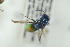  ( - HYMNI2317)  @11 [ ] CreativeCommons - Attribution Non-Commercial Share-Alike (2017) Arnstein Staverlokk Norwegian Institute of Nature Research