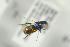  ( - HYMNI2333)  @13 [ ] CreativeCommons - Attribution Non-Commercial Share-Alike (2017) Arnstein Staverlokk Norwegian Institute of Nature Research