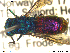  ( - Chrysis105)  @13 [ ] CreativeCommons - Attribution Non-Commercial Share-Alike (2013) Arnstein Staverlokk Norwegian Institute of Nature Research