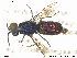  ( - Chrysis002)  @13 [ ] CreativeCommons - Attribution Non-Commercial Share-Alike (2013) Arnstein Staverlokk Norwegian Institute of Nature Research