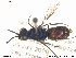  ( - Chrysis008)  @13 [ ] CreativeCommons - Attribution Non-Commercial Share-Alike (2013) Arnstein Staverlokk Norwegian Institute of Nature Research