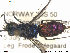  ( - Chrysis048)  @13 [ ] CreativeCommons - Attribution Non-Commercial Share-Alike (2013) Arnstein Staverlokk Norwegian Institute of Nature Research