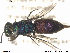  ( - Chrysis069)  @13 [ ] CreativeCommons - Attribution Non-Commercial Share-Alike (2013) Arnstein Staverlokk Norwegian Institute of Nature Research