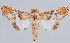  (Eutelia ablatrix - BC-JB0016)  @15 [ ] Copyright (2010) Unspecified Research Collection of Jerome Barbut