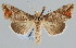  (Notioplusia - BC-JB0061)  @15 [ ] Copyright (2010) Unspecified Research Collection of Jerome Barbut