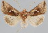  (Megalographa culminicola - BC-JB0069)  @11 [ ] Copyright (2010) Unspecified Research Collection of Jerome Barbut