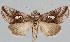 (Megalographa agualaniata - BC-JB0070)  @15 [ ] Copyright (2010) Unspecified Research Collection of Jerome Barbut