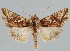  (Megalographa monoxyla - BC-JB0071)  @14 [ ] Copyright (2010) Unspecified Research Collection of Jerome Barbut