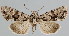  (Abromias monoglypha - BC-JB0081)  @11 [ ] Copyright (2010) Unspecified Research Collection of Jerome Barbut