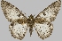  ( - BC-JB0472)  @11 [ ] Copyright (2023) Jérôme Barbut Museum national d'Histoire naturelle