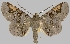  ( - BC-JB0501)  @11 [ ] Copyright (2023) Jérôme Barbut Museum national d'Histoire naturelle