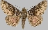  (Metria rufipicta - BC-JB0510)  @11 [ ] Copyright (2023) Jérôme Barbut Museum national d'Histoire naturelle