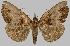  ( - BC-JB0640)  @11 [ ] Copyright (2023) Jérôme Barbut Museum national d'Histoire naturelle