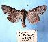  ( - BC-HAXNoctu0037)  @11 [ ] Copyright (2010) Unspecified Research Collection of Jean Haxaire